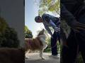 ボーダーコリーを飼う人へ、めっちゃ上見る #わんだブログ #vlog #猫 #犬 #cat #dog