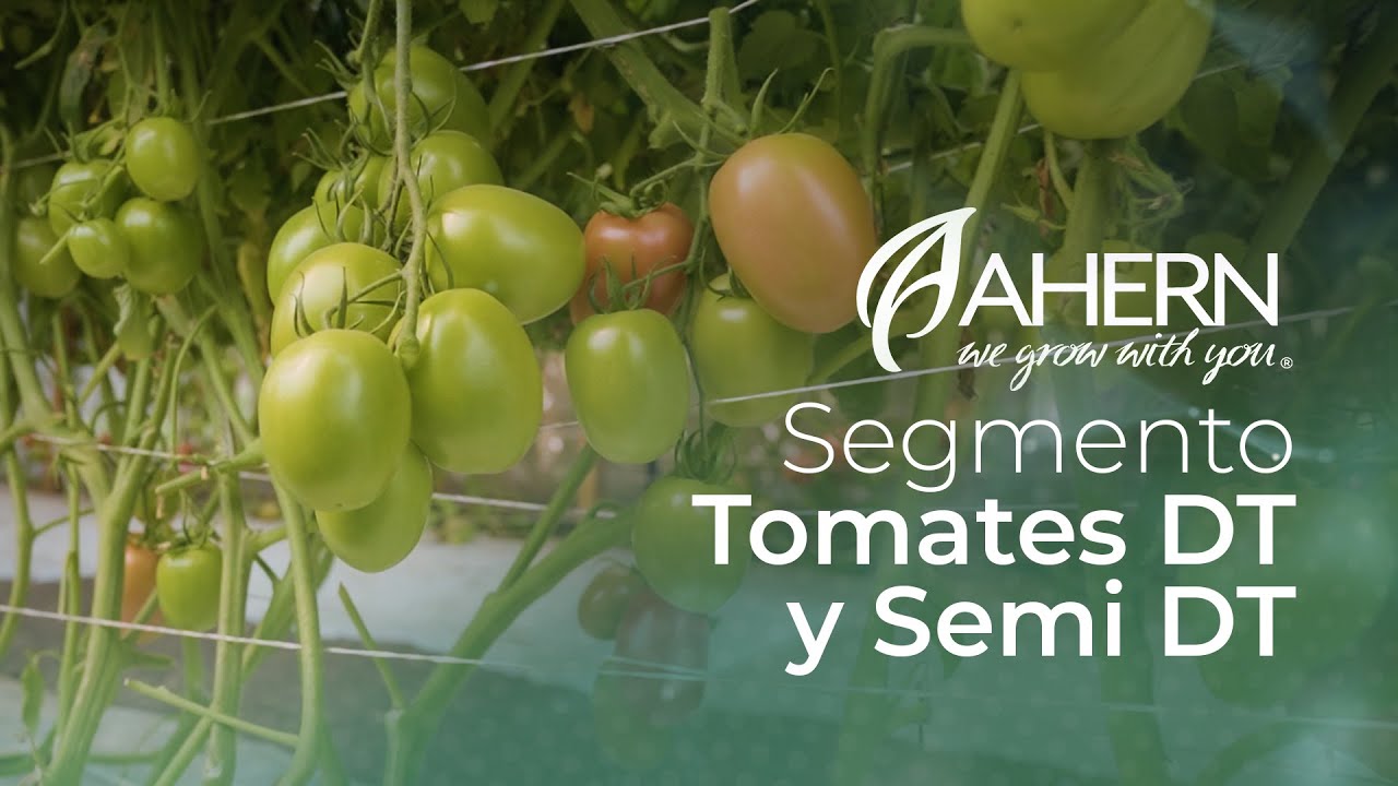 Segmento- Tomates DT y Semi DT