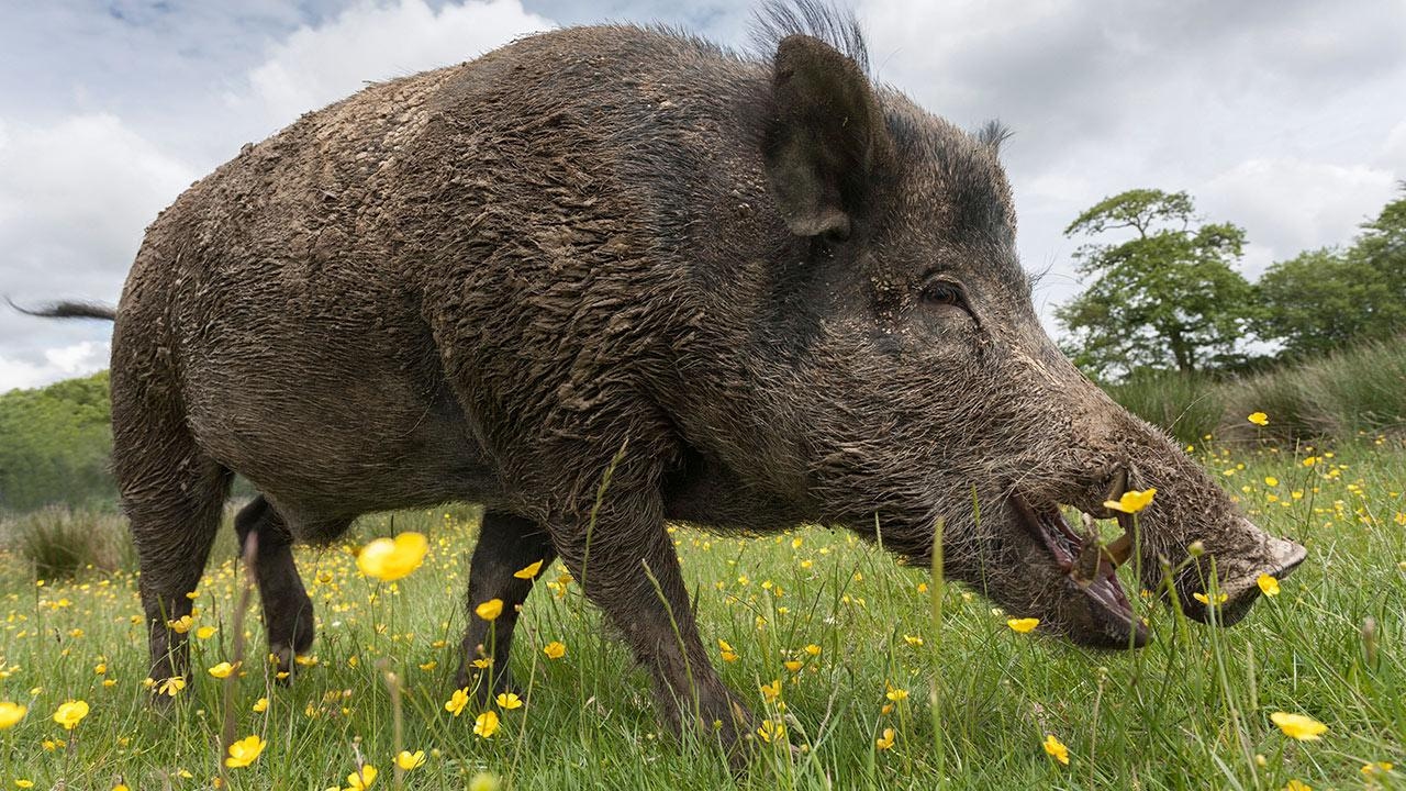 1280px x 720px - Extremely GRAPHIC! Castrating a Wild Boar! Turning a BOAR into a BAR!