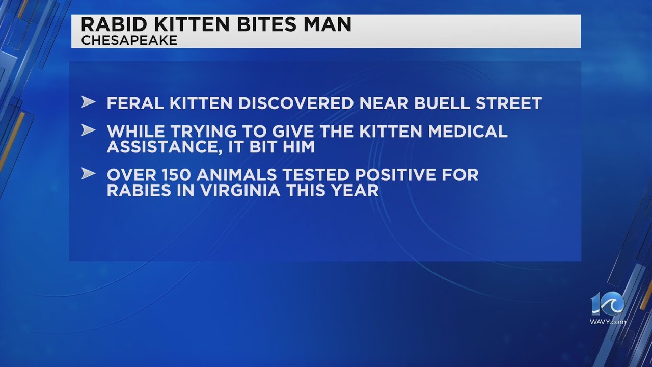 Chesapeake man bitten by rabid kitten