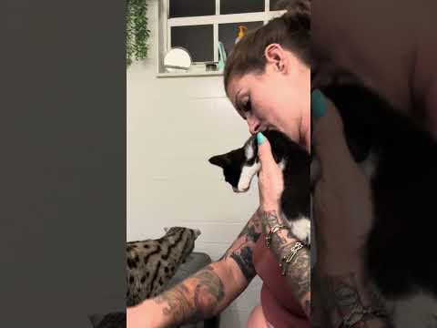 Watch these kittens take over our life in 3 weeks!