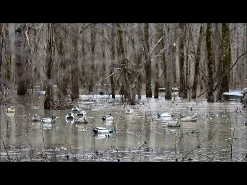 Arkansas Public Land Duck Hunt 2013 | Doovi