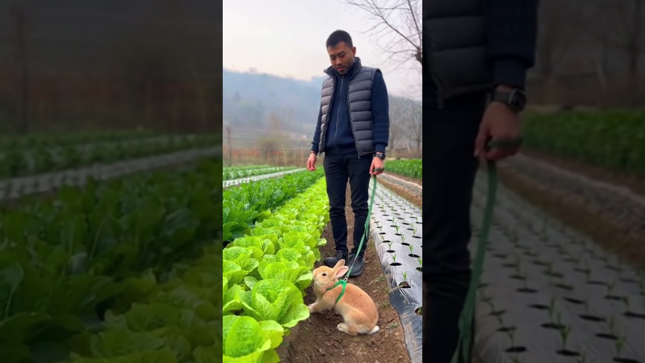Grandpa walks his rabbit in the vegetable patch adventure 