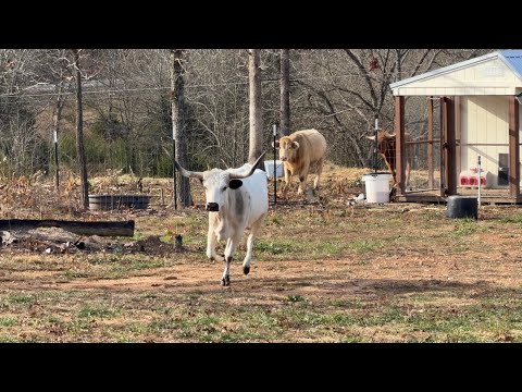 She Made a RUN For It!