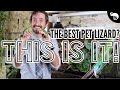 This is THE BEST PET LIZARD! Enclosure build for the next big thing in the reptile hobby.