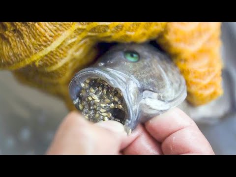 Video: Why Fish Lay Millions Of Eggs