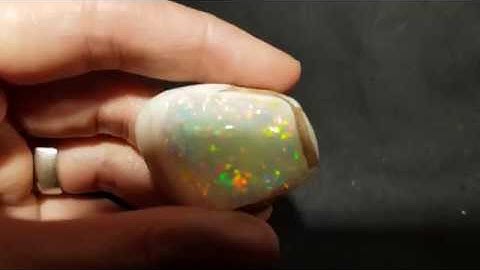 Opalized Shell Fossil
