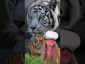 Conheçam as Aventuras em Realidade Virtual com Meta Quest 2 VR - Metaverso