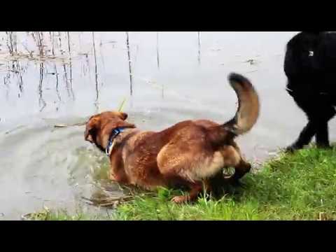 Video: Kaip Padaryti Modelį Balioninį šunį