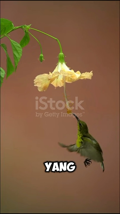 Burung Kecil ini Bisa Terbang Mundur#faktaunik#animal #facts#kolibri#ziuzauofficial #animalshorts