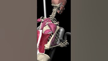 Master the Seated Row (Machine) #muscleandmotion  #seatedrow