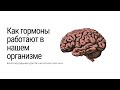 Вячеслав Дубынин Как гормоны работают в нашем организме? (МФК весна 2021 Химия мозга 12)