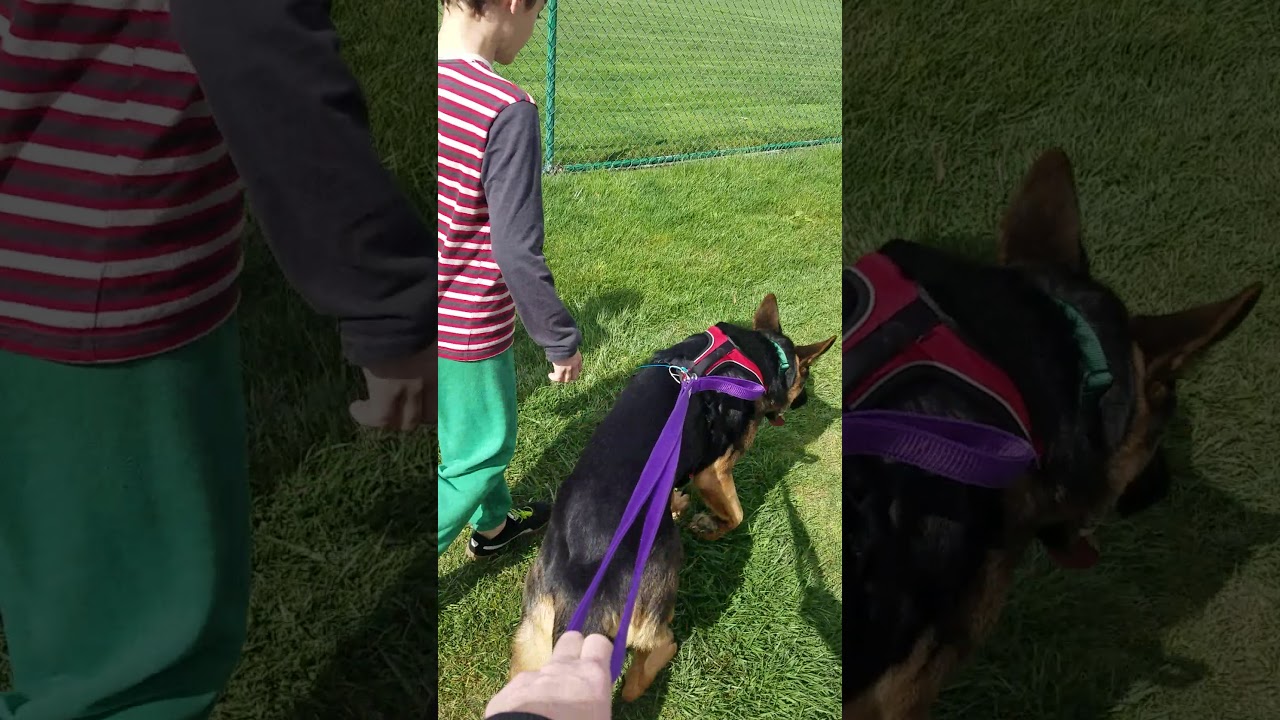 August Walks in the Park