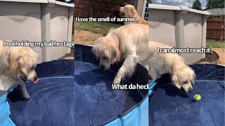 Tempting My Golden Retriever To Get In His Pool by Charlie The Golden 18 110,921 views 1 month ago 3 minutes, 49 seconds