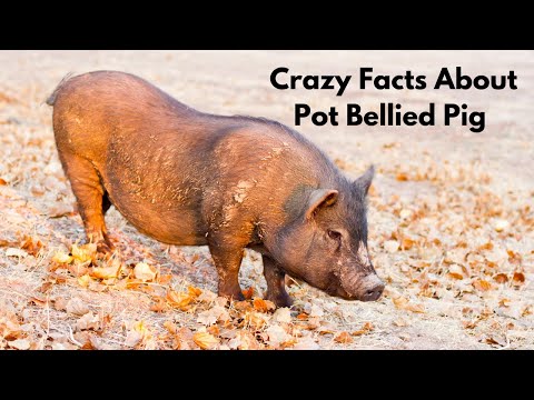 वीडियो: क्या पॉट बेलीड का मतलब मोटा होता है?