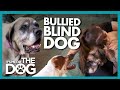 Elderly Blind Dog Bullied and Bumping around the House! | It's Me or The Dog