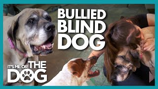Elderly Blind Dog Bullied And Bumping Around The House Its Me Or The Dog