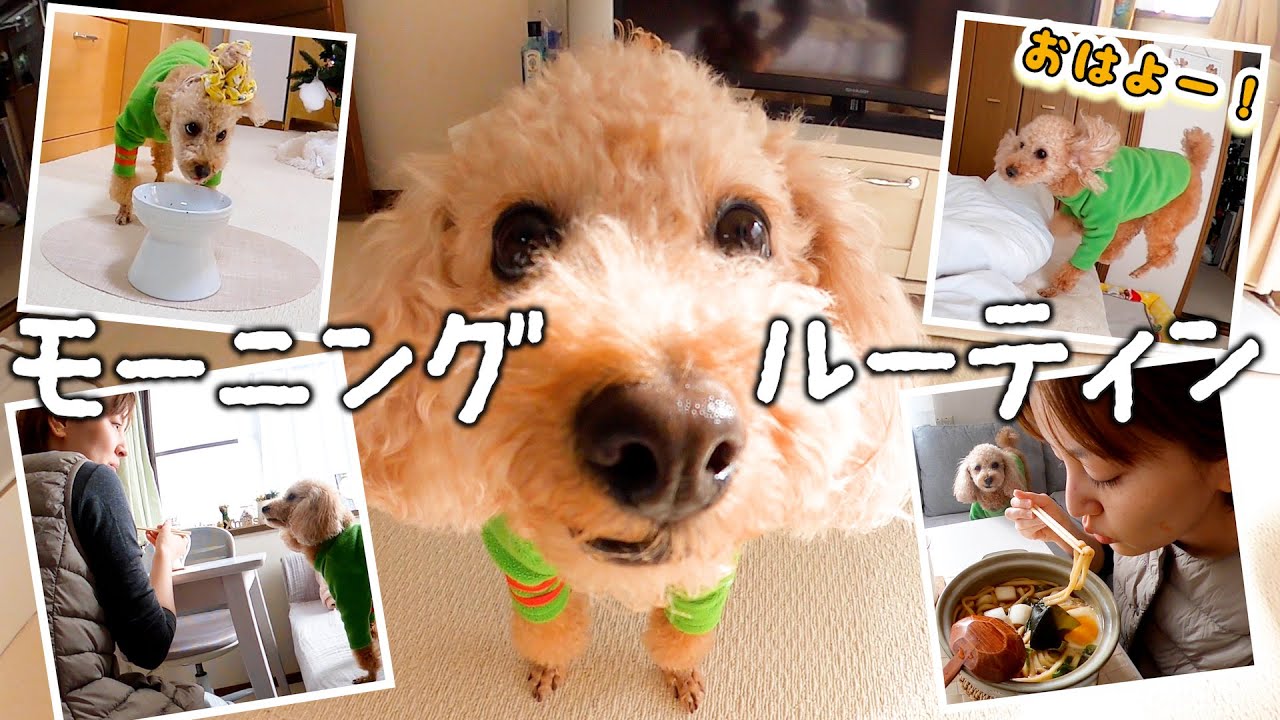 99以上 犬 ケーキ びっくり 無料ダウンロードポピュラー壁紙hd 99以上 犬 ケーキ びっくり 無料ダウンロードポピュラー壁紙hd