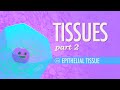 Tissues, Part 2 - Epithelial Tissue: Crash Course A&P #3