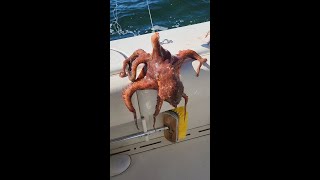 We Caught Two OCTOPUS!!