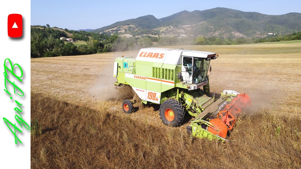 Claas Dominator 198H - Trebbiatura trifoglio 2024 - Az.Agr. Mancinelli (AN)