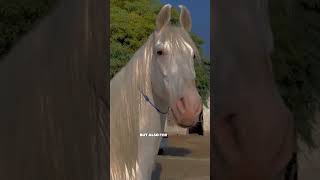 The Most Expensive Horse