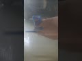 my honor 4