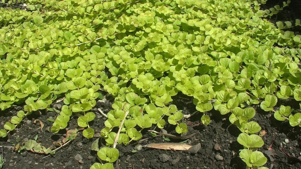 リシマキア6種のグランドカバー性能。