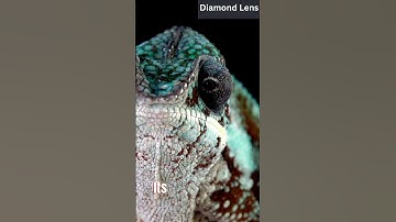 A True Master Of Disguise|| The Chameleon