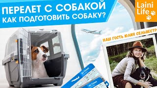 СТРИМ - Перелет с собакой: как подготовить собаку