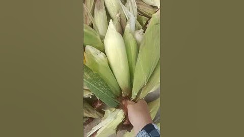 Thu Hoạch Bắp Quê Em Cà Mau#quehuongvlog#Shorts