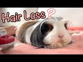 Hair loss in guinea pigs  possible causes and treatments