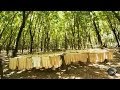 Natural rubber  how its made