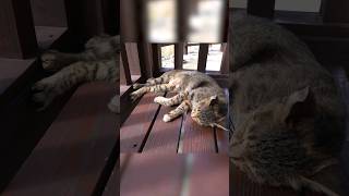 野良猫がぐったり大丈夫か!?近づいた結果…#Shorts