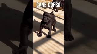 Cane Corso VS Dogo Argentino Transformation #shorts