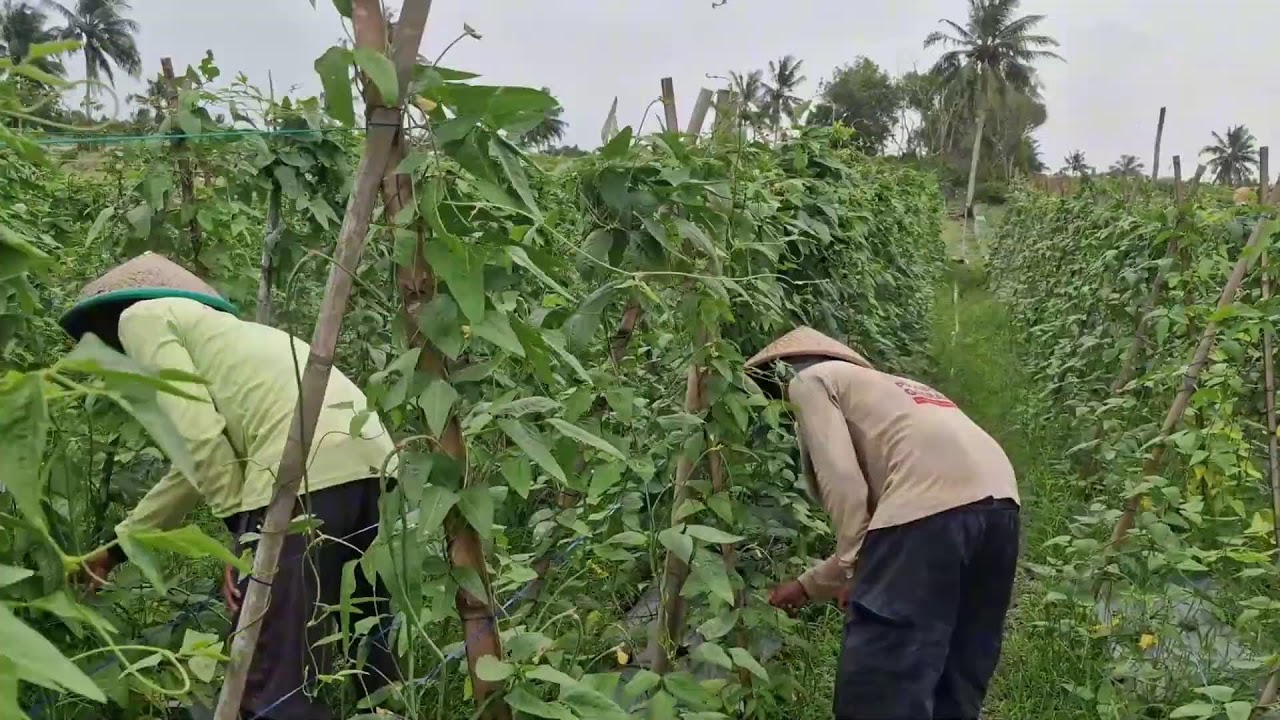 FROM VINE TO BASKET IN MINUTES - THE SECRET TOOL FOR A FAST LONG BEAN HARVEST! -agriculture farming