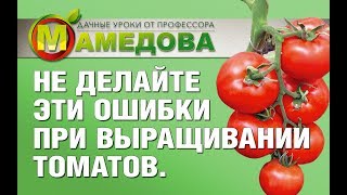 🍅 Не делайте ЭТИ Ошибки при Выращивании Томатов. Рекомендации профессора Мамедова