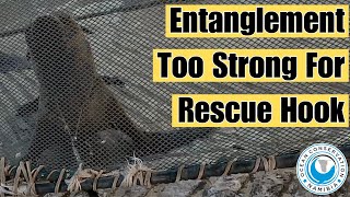 Entanglement Too Strong For Rescue Hook by Ocean Conservation Namibia 18,878 views 5 days ago 2 minutes, 24 seconds