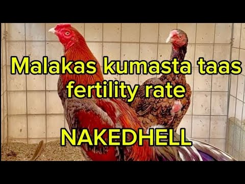 (Nakedhell) Paraan Upang Lumakas Kumasta at Tumaas ang Fertility Rate@MalikAseel-806 @aoneaseel (Nakedhell) Paraan Upang Lumakas Kumasta at Tumaas ang Fertility Rate@MalikAseel-806 @aoneaseel