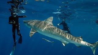 Королевская тигровая акула (Tiger Shark King) Animal Planet