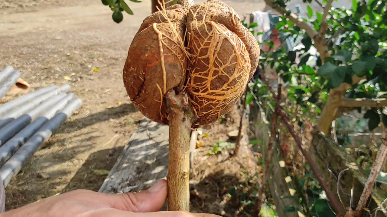 Dalında köklendirme.Air layering lemon tree. limon ağacında dalında köklendirme uygulaması ve sonucu