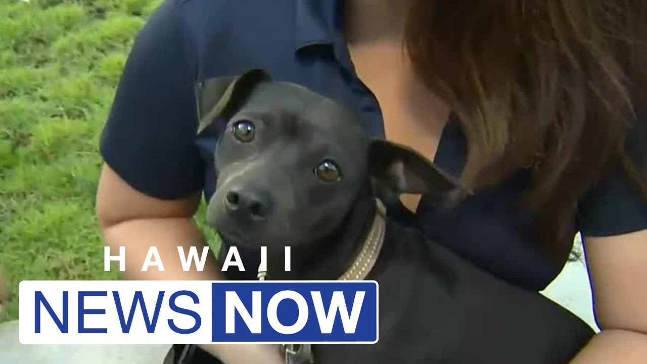 Looking To Adopt A Furry Friend Oahu Now Has Its Second Humane Society looking-to-adopt-a-furry-friend-oahu-now-has-its-second-humane-society