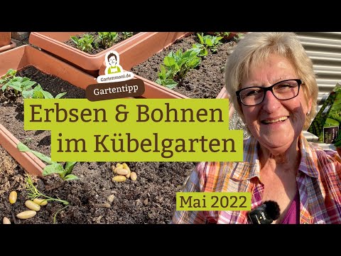 Video: Erbseninformationen: Erfahren Sie, wie man Kichererbse im Garten anbaut