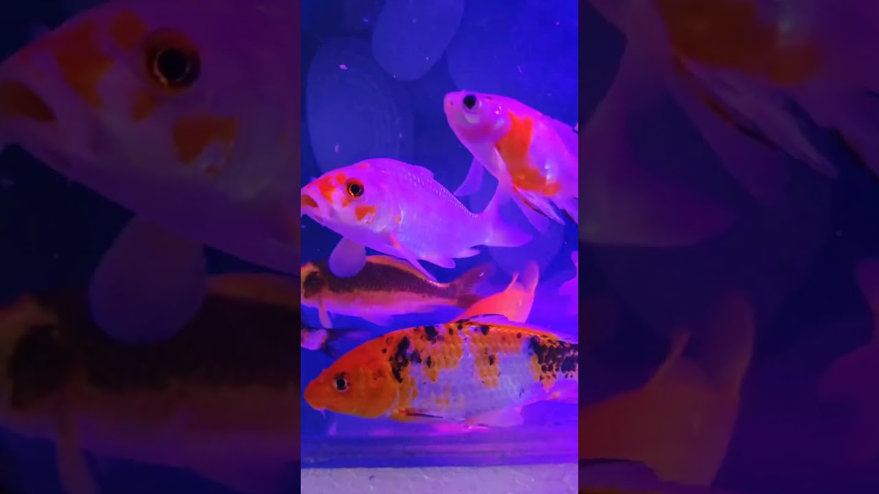 Teddy Bear  is live!