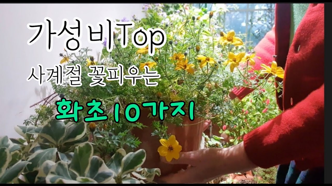 가성비 TOP 사계절 꽃피우는 화초 10가지/식물등 설치 영상 /노지에서 실컷 꽃피우고 겨울실내서 또 개화 만발하는 화초 10가지/주택가드닝