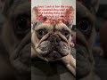 #frenchbulldog#frenchie #bulldog