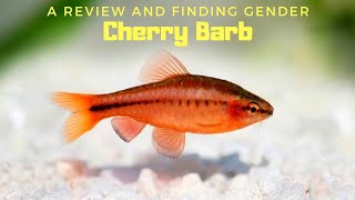 Sri Lankan Native Schooling Fish | Red Cherry Barb