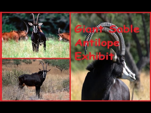 Zoo Tycoon 3: Sable Antelope 