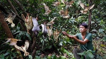 Life alone in the wild, wild bird sounds, trap, weaving bamboo baskets for laying hens, survival