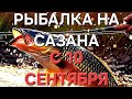 Рыбалка на сазана,южная корея, пусан 4 серия